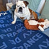 Vicking a rejoint le concours — aidez-le/la à gagner de superbes lots ! animal, basket, bed, bedroom, blanket, blue_blanket, bulldog, cozy, dog, door, furniture, indoor, pet, pillow, plush_toy, resting, sleepy, soft_lighting, white_wall, wooden_floor