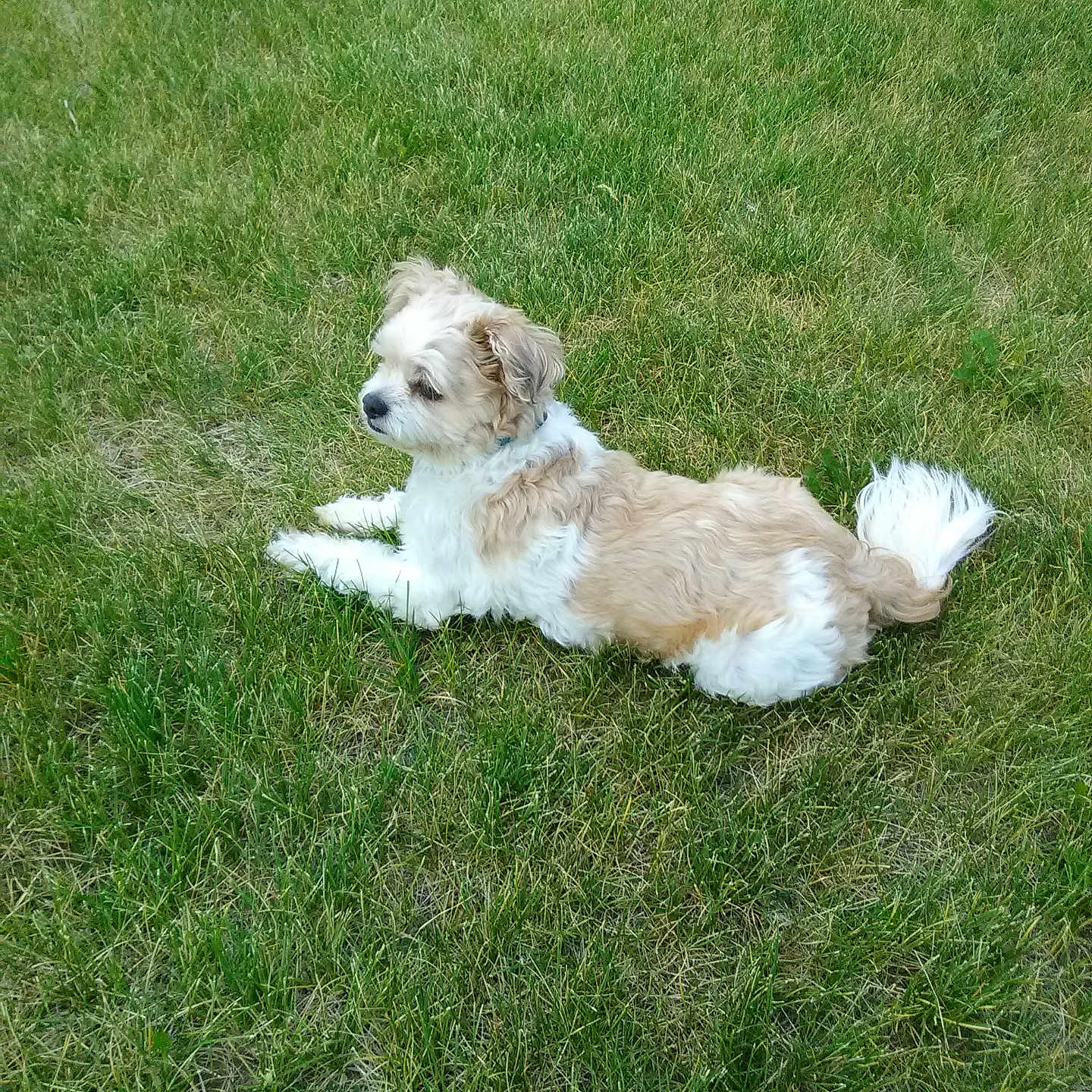 Chewbaca is registered to the contest to win money with this photo: animal, canine, companion, cute, daylight, dog, fluffy, fur, grass, greenery, laying_down, leisure, mammal, nature, outdoor, pet, relaxed, side_view, small_dog, summer