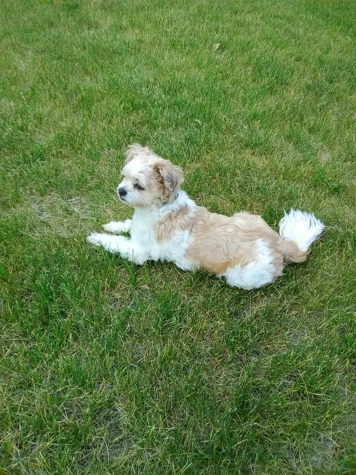 Chewbaca is registered to the contest to win money with this photo: dog, grass, outdoor, pet, animal, canine, laying_down, fur, nature, summer, greenery, relaxed, side_view, cute, small_dog, fluffy, mammal, companion, leisure, daylight