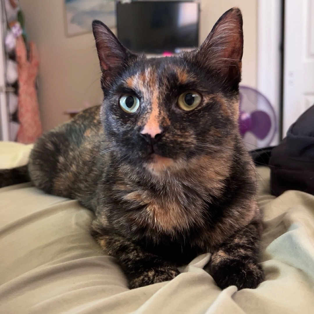 Hazel is registered to the contest to win money with this photo: animal, architecture, art, bed, bedroom, cat, computerhardware, couch, electronics, furniture, hardware, indoors, interiordesign, kitten, monitor, painting, pet, room, screen, tv