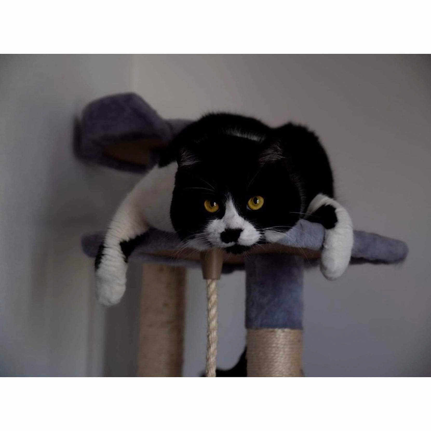 Lfb participe au concours pour gagner de l'argent avec cette photo : animal, black_and_white, cat, cat_tree, cute, feline, fur, home, indoor, lounging, mammal, paws, pet, portrait, relaxed, resting, scratching_post, soft, whiskers, yellow_eyes
