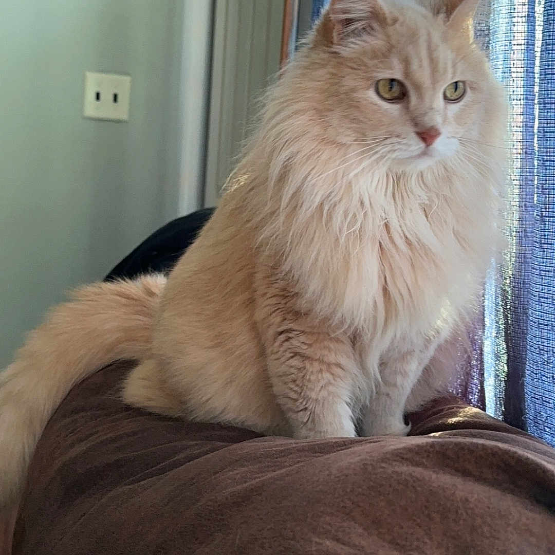 Oobi is registered to the contest to win money with this photo: blue_curtains, brown_couch, calm, cat, couch, cream_colored, curtains, domestic_cat, feline, fluffy, home, indoor, long_hair, looking_out, natural_light, pet, relaxed, sitting, soft_light, window