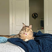 Rosie joined the competition — help win amazing prizes! cat, fluffy_cat, bed, blanket, indoor, pet, feline, relaxed, fur, domestic_animal, home, cozy, resting, looking_at_camera, animal, mammal, comfort, cute, sleepy, bedroom