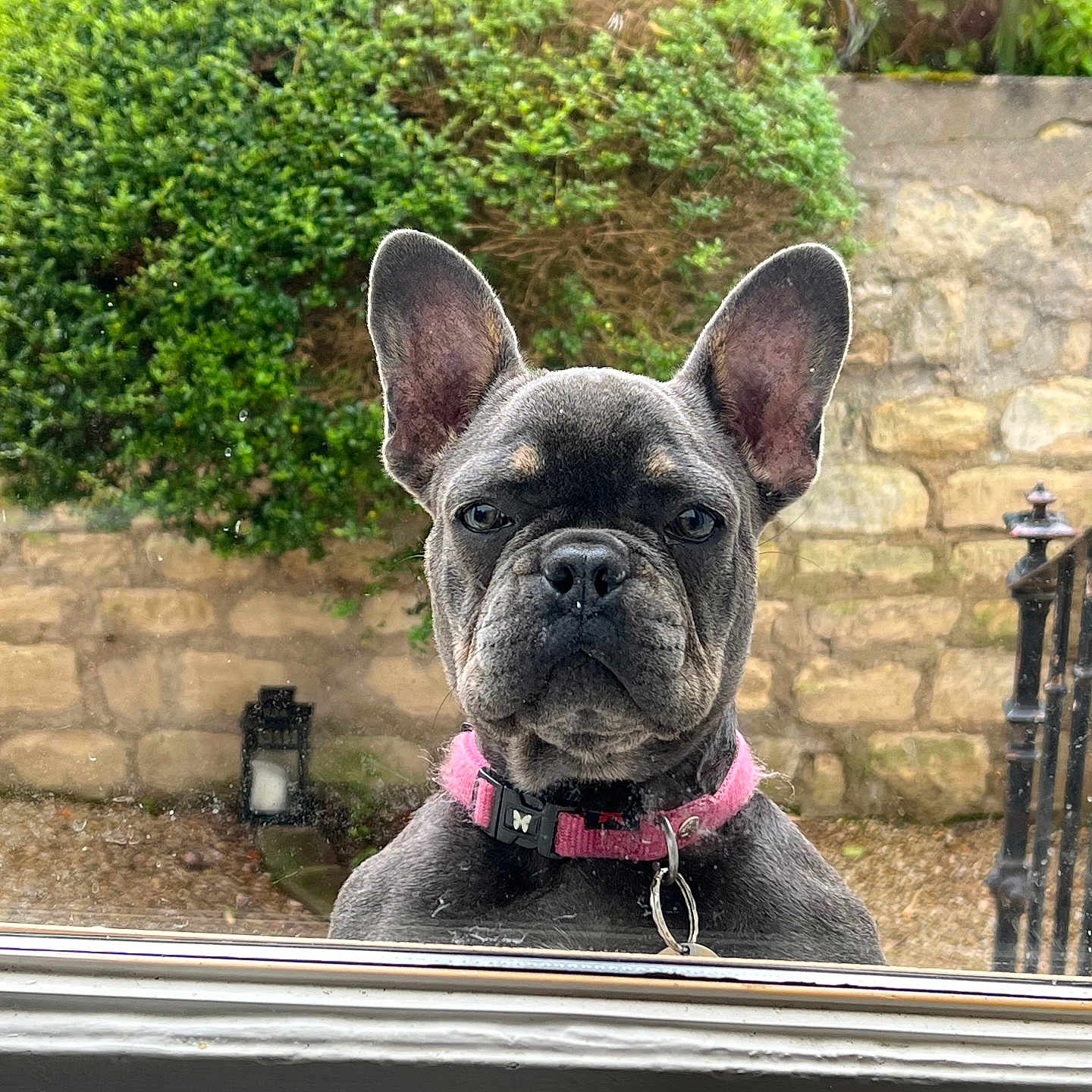 Vénus a rejoint le concours — aidez-le/la à gagner de superbes lots ! animal, closeup, collar, curious, daylight, dog, domestic_animal, ears, face, french_bulldog, garden, greenery, looking, outdoor, pet, pet_accessory, pink_collar, portrait, stone_wall, window