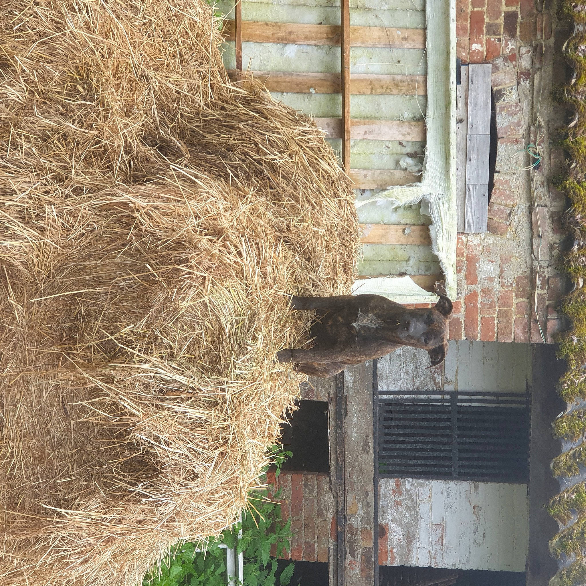Athéna participe au concours pour gagner de l'argent avec cette photo : building, building_material, cat, composite_material, door, fur, grass, hay, house, natural_material, plant, straw, tree, trunk, twig, window, wood