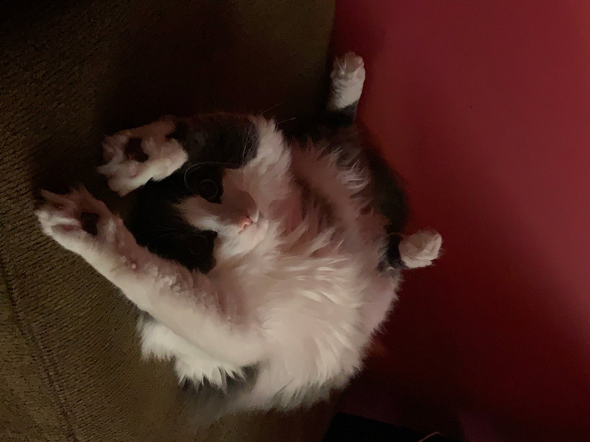 Cuddles is registered to the contest to win money with this photo: brown, carnivore, cat, comfort, companion_dog, dog_breed, felidae, fur, hardwood, paw, small_to_medium_sized_cats, sporting_group, tail, whiskers, wood