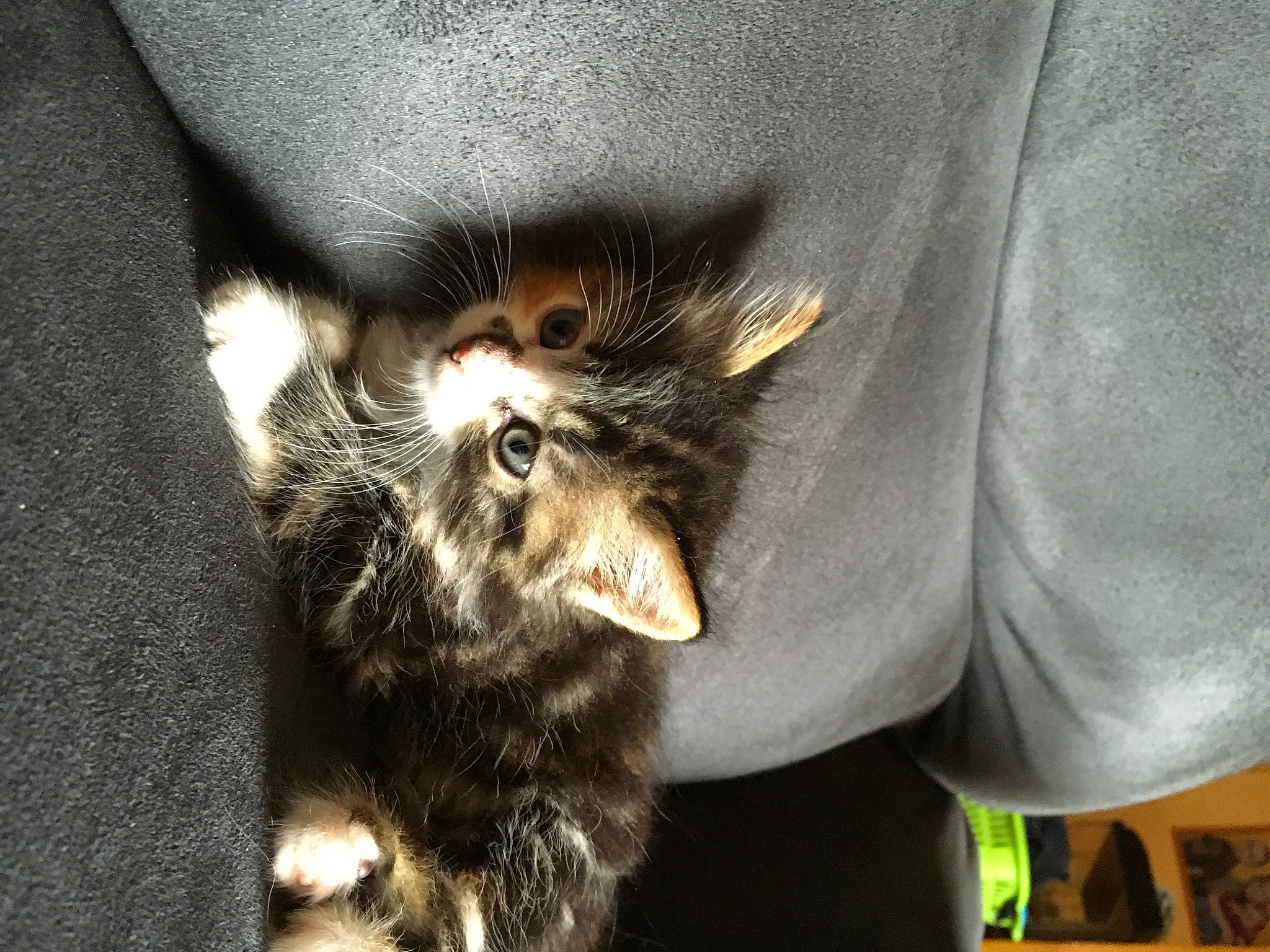 Chouquettes participe au concours pour gagner de l'argent avec cette photo : black_cat, carnivore, cat, claw, comfort, dog_breed, domestic_short_haired_cat, fang, felidae, fur, gesture, grey, paw, sleeve, small_to_medium_sized_cats, snout, sporting_group, tail, terrestrial_animal, whiskers