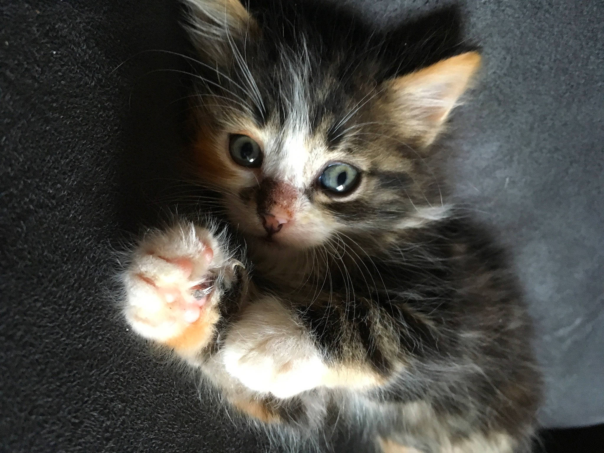 Chouquettes participe au concours pour gagner de l'argent avec cette photo : carnivore, cat, cat_supply, claw, domestic_short_haired_cat, felidae, fur, iris, paw, small_to_medium_sized_cats, snout, tail, terrestrial_animal, whiskers, window