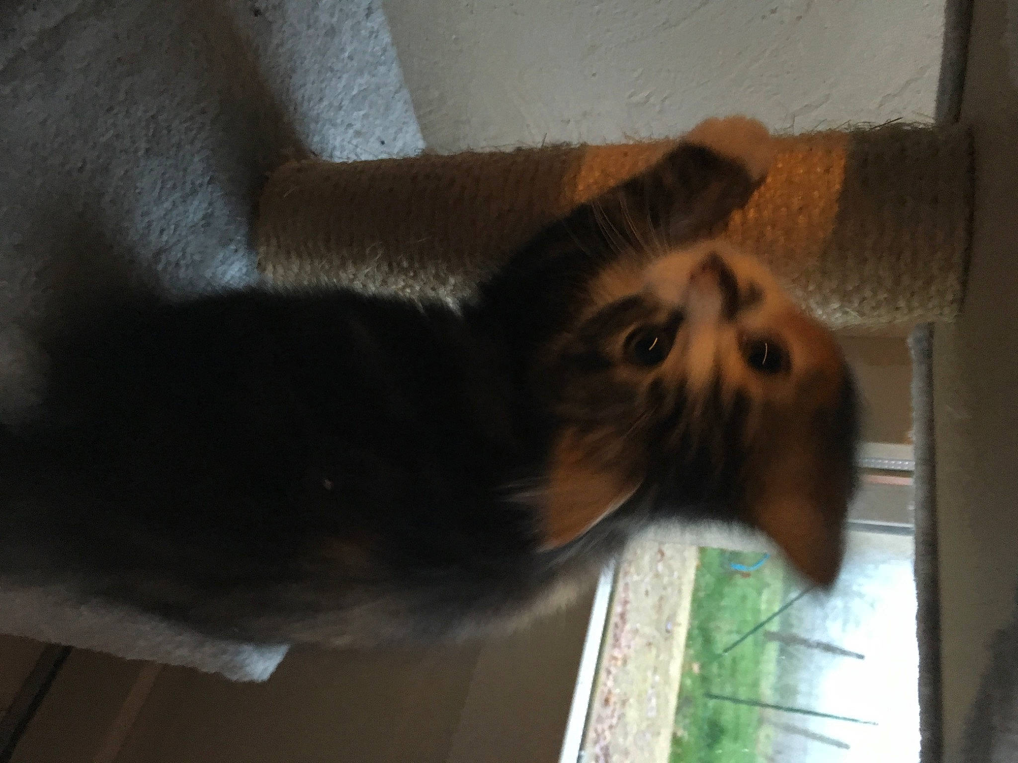 Chouquettes a rejoint le concours — aidez-le/la à gagner de superbes lots ! canidae, carnivore, cat, claw, dog_breed, domestic_short_haired_cat, felidae, flooring, fur, hardwood, liver, pet_supply, small_to_medium_sized_cats, snout, sporting_group, tail, terrestrial_animal, whiskers, window, wood