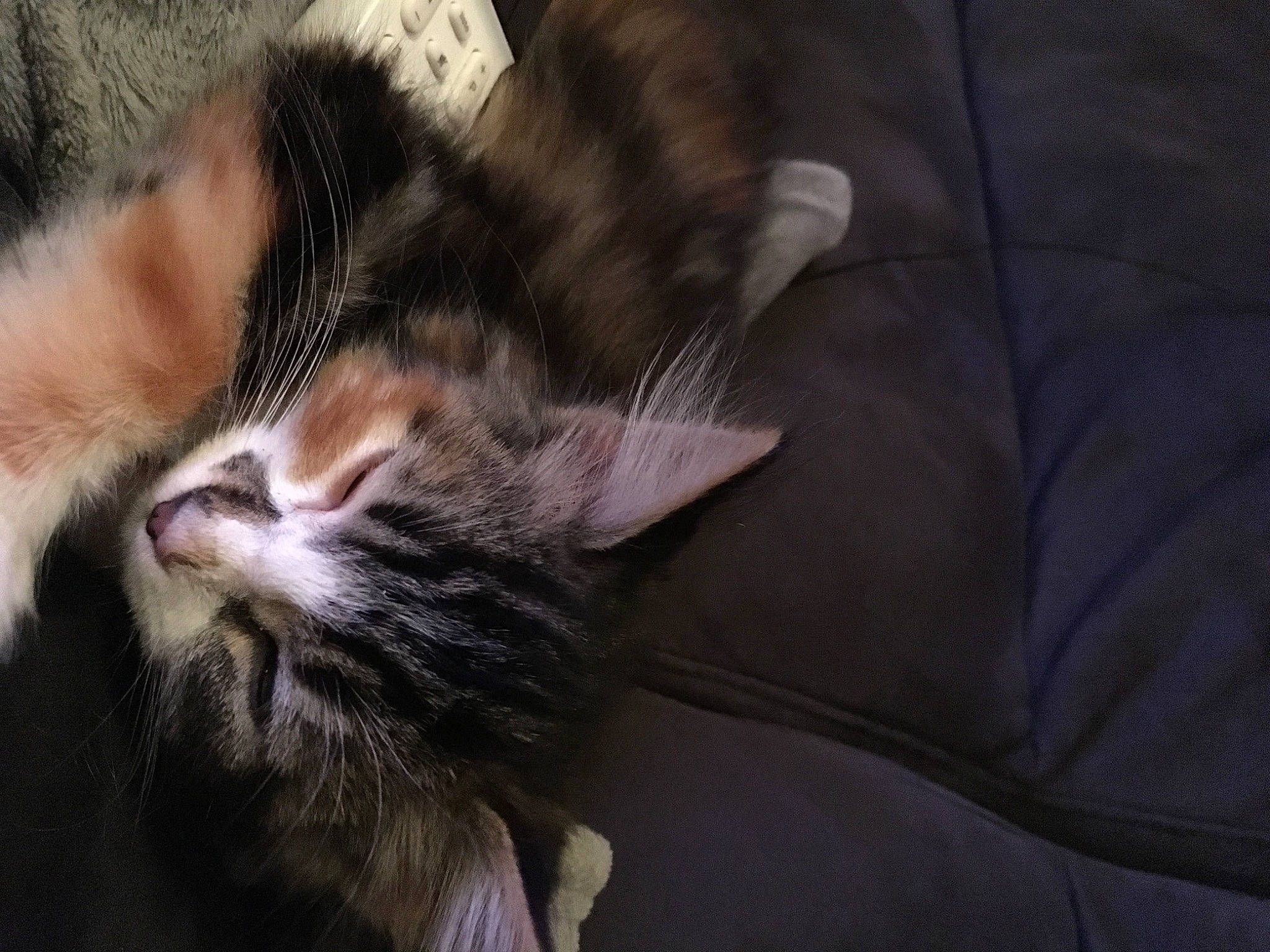 Chouquettes a rejoint le concours — aidez-le/la à gagner de superbes lots ! carnivore, cat, claw, comfort, domestic_short_haired_cat, ear, felidae, fur, nap, paw, sleep, small_to_medium_sized_cats, tail, terrestrial_animal, whiskers, wildlife