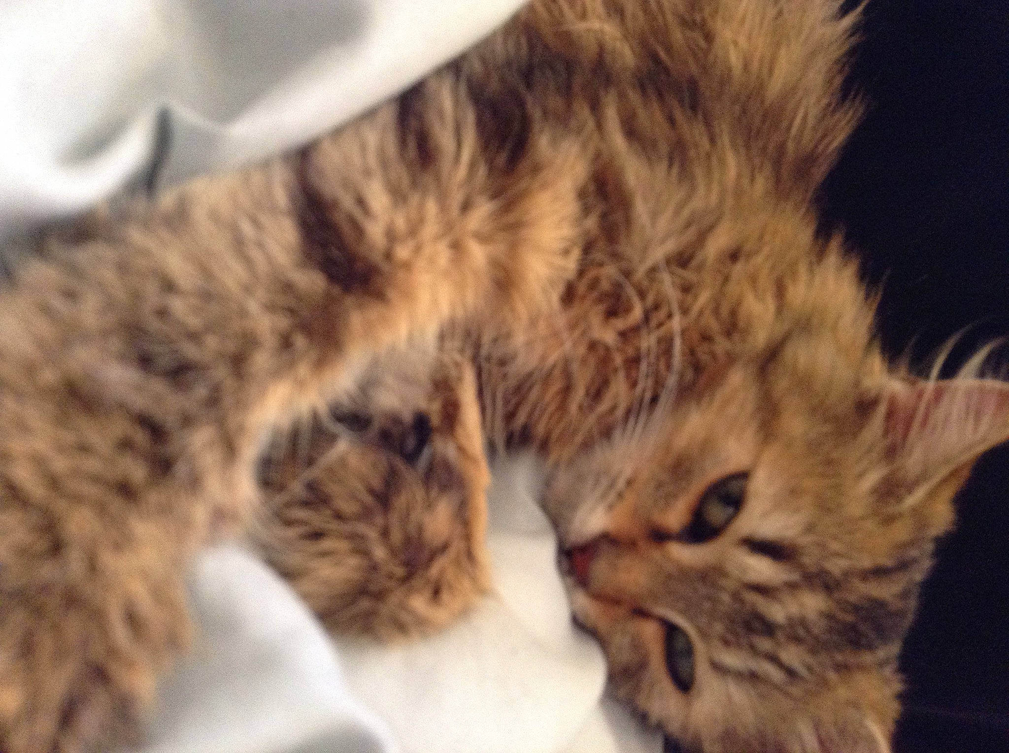 Noisettes a rejoint le concours — aidez-le/la à gagner de superbes lots ! carnivore, cat, claw, comfort, domestic_short_haired_cat, felidae, fur, paw, small_to_medium_sized_cats, snout, tail, terrestrial_animal, whiskers, wildlife