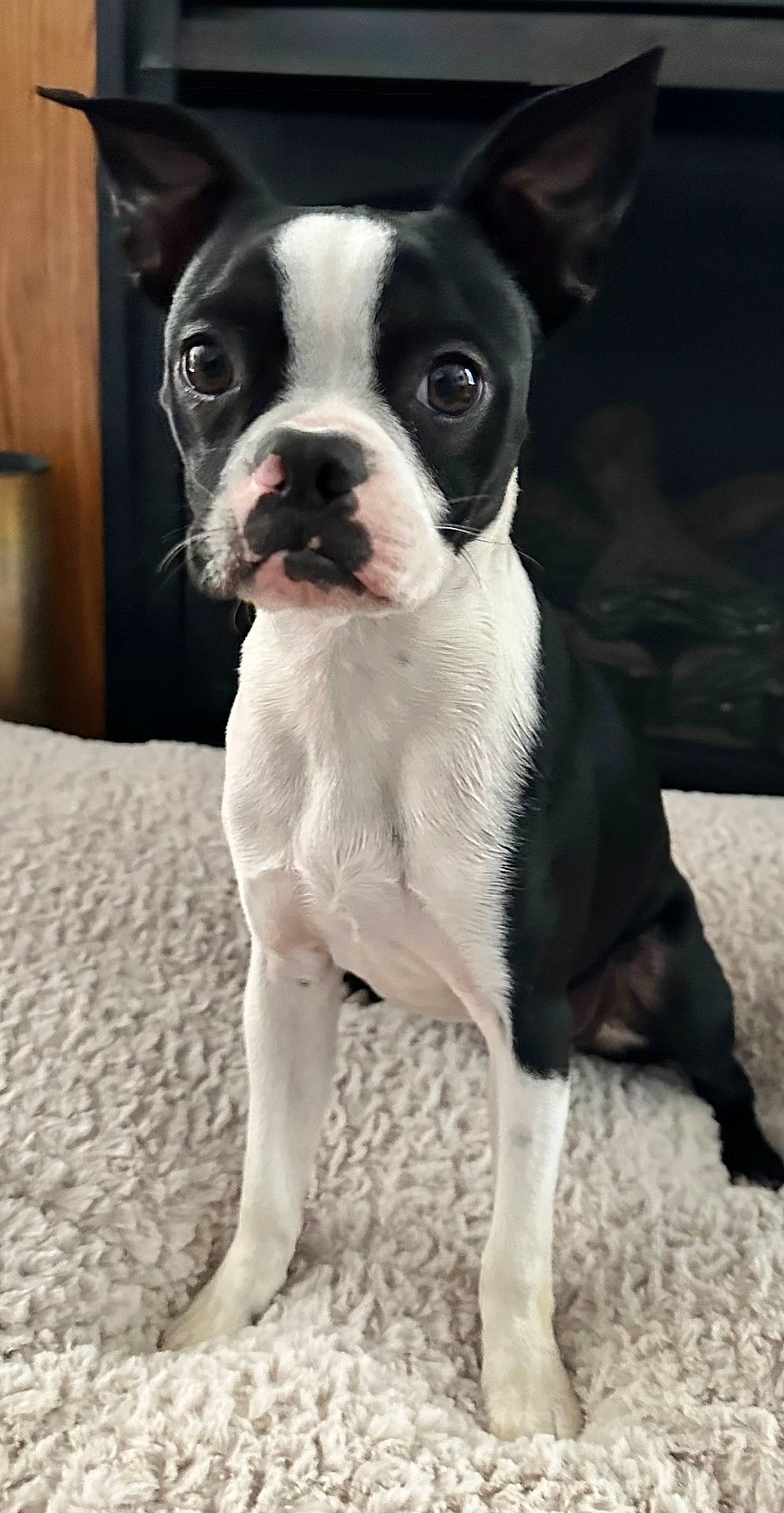 Charley is registered to the contest to win money with this photo: alert, animal, black_and_white, blanket, boston_terrier, companion, cozy, cute, dog, domestic_animal, ears, eyes, face, fur, indoor, pet, portrait, puppy, sitting, small_dog