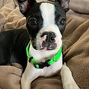 Charley joined the competition — help win amazing prizes! dog, puppy, boston_terrier, pet, animal, cute, collar, green_collar, ears, black_and_white, face, fur, blanket, cozy, indoor, resting, paw, looking, portrait, young