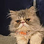 cat, persian_cat, fluffy, fur, paws, amber_eyes, resting, indoor, towel, wooden_surface, pet, animal, cute, closeup, face, whiskers, ears, collar, domestic_cat, feline