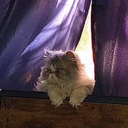 Nimbus is registered to the contest to win money with this photo: cat, fluffy, curtains, purple, sunlight, window, wood, pet, indoor, feline, cozy, animal, mammal, fur, domestic, relaxed, resting, cute, whiskers, looking
