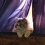 cat, fluffy, curtains, purple, sunlight, window, wood, pet, indoor, feline, cozy, animal, mammal, fur, domestic, relaxed, resting, cute, whiskers, looking