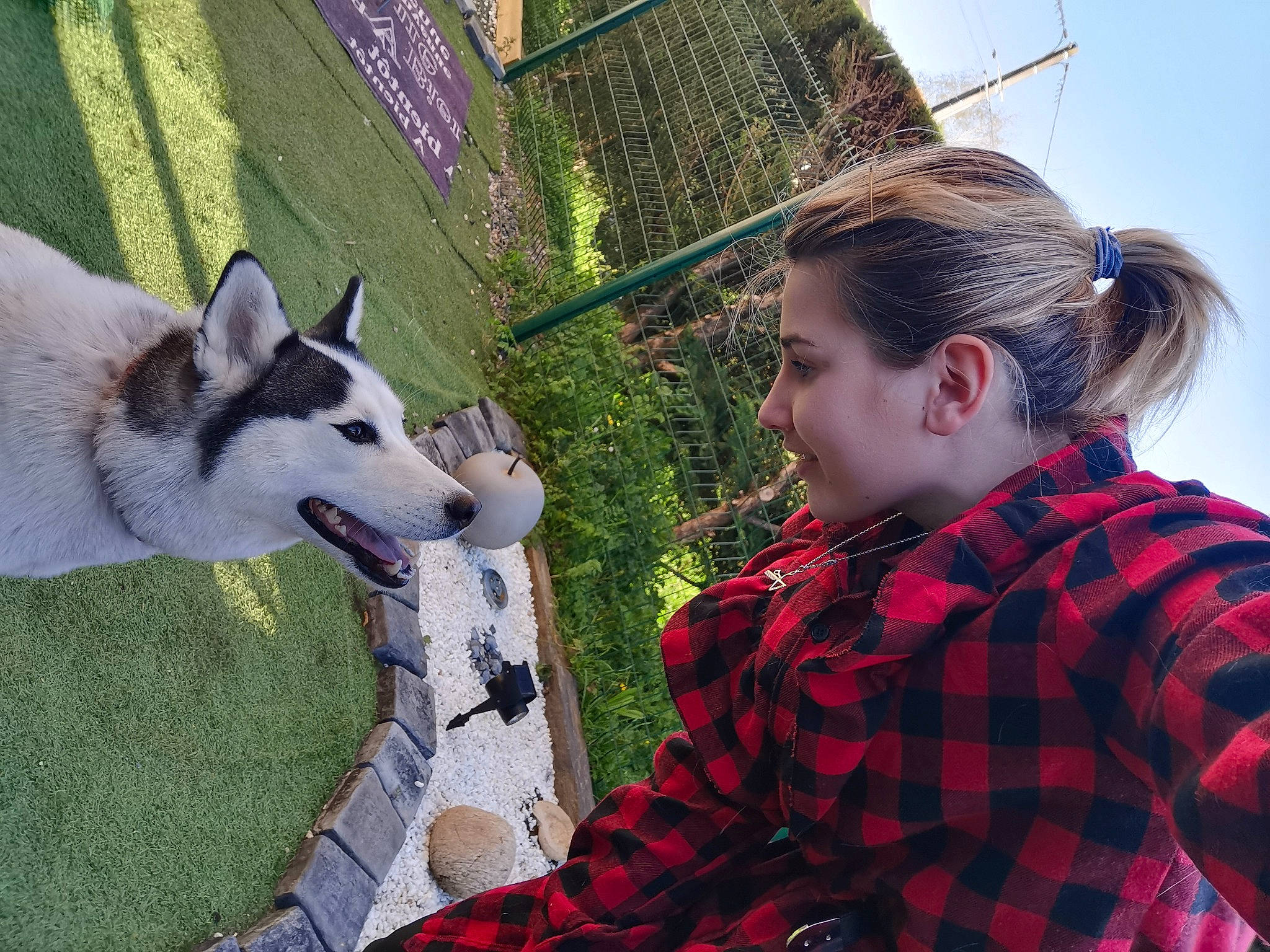 Nala a rejoint le concours — aidez-le/la à gagner de superbes lots ! canidae, canis, carnivore, companion_dog, dog, dog_breed, fence, fur, grass, green, leisure, pattern, plaid, recreation, siberian_husky, sled_dog, snout, sporting_group, tartan, wolf