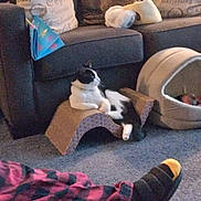 Freddie joined the competition — help win amazing prizes! cat, black_and_white_cat, lounge, scratcher, living_room, couch, cushion, plush, pet_bed, carpet, pajama_pants, slippers, relaxation, furniture, cozy, home_interior, indoor, pet, resting, comfort
