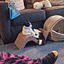 cat, black_and_white_cat, lounge, scratcher, living_room, couch, cushion, plush, pet_bed, carpet, pajama_pants, slippers, relaxation, furniture, cozy, home_interior, indoor, pet, resting, comfort