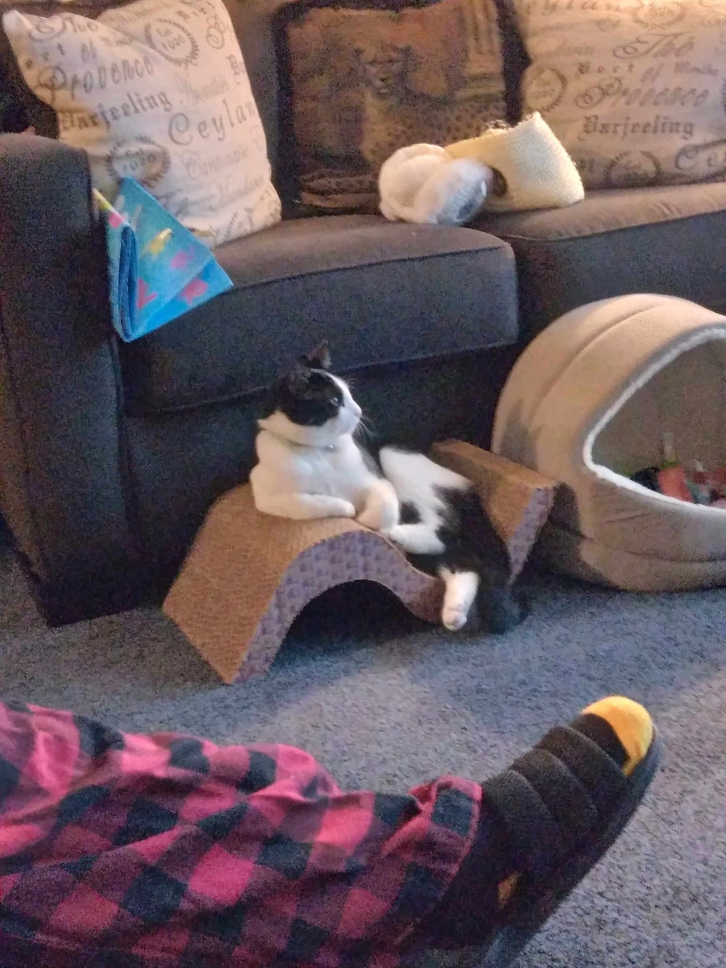 Freddie joined the competition — help win amazing prizes! cat, black_and_white_cat, lounge, scratcher, living_room, couch, cushion, plush, pet_bed, carpet, pajama_pants, slippers, relaxation, furniture, cozy, home_interior, indoor, pet, resting, comfort