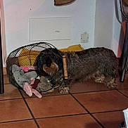 Sidonie a rejoint le concours — aidez-le/la à gagner de superbes lots ! animal, basket, brown, corner, cozy, curious, dachshund, dog, domestic, floor_tile, fur, home, indoor, looking, pet, playful, plush_toy, small_dog, toy, wire_basket