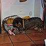 animal, basket, brown, corner, cozy, curious, dachshund, dog, domestic, floor_tile, fur, home, indoor, looking, pet, playful, plush_toy, small_dog, toy, wire_basket