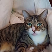 Sparkley joined the competition — help win amazing prizes! cat, tabby, bed, blanket, indoor, feline, pet, fur, whiskers, paws, relaxed, sleepy, cozy, domestic_animal, animal, cute, striped, face, ears, eyes