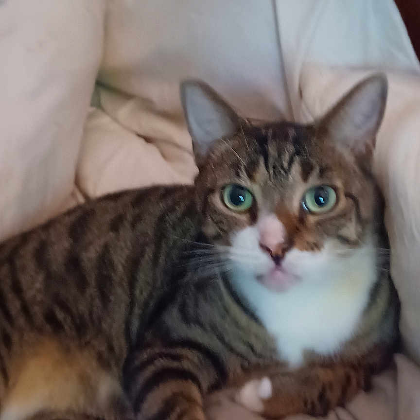 Sparkley joined the competition — help win amazing prizes! animal, bed, blanket, cat, cozy, cute, domestic_animal, ears, eyes, face, feline, fur, indoor, paws, pet, relaxed, sleepy, striped, tabby, whiskers