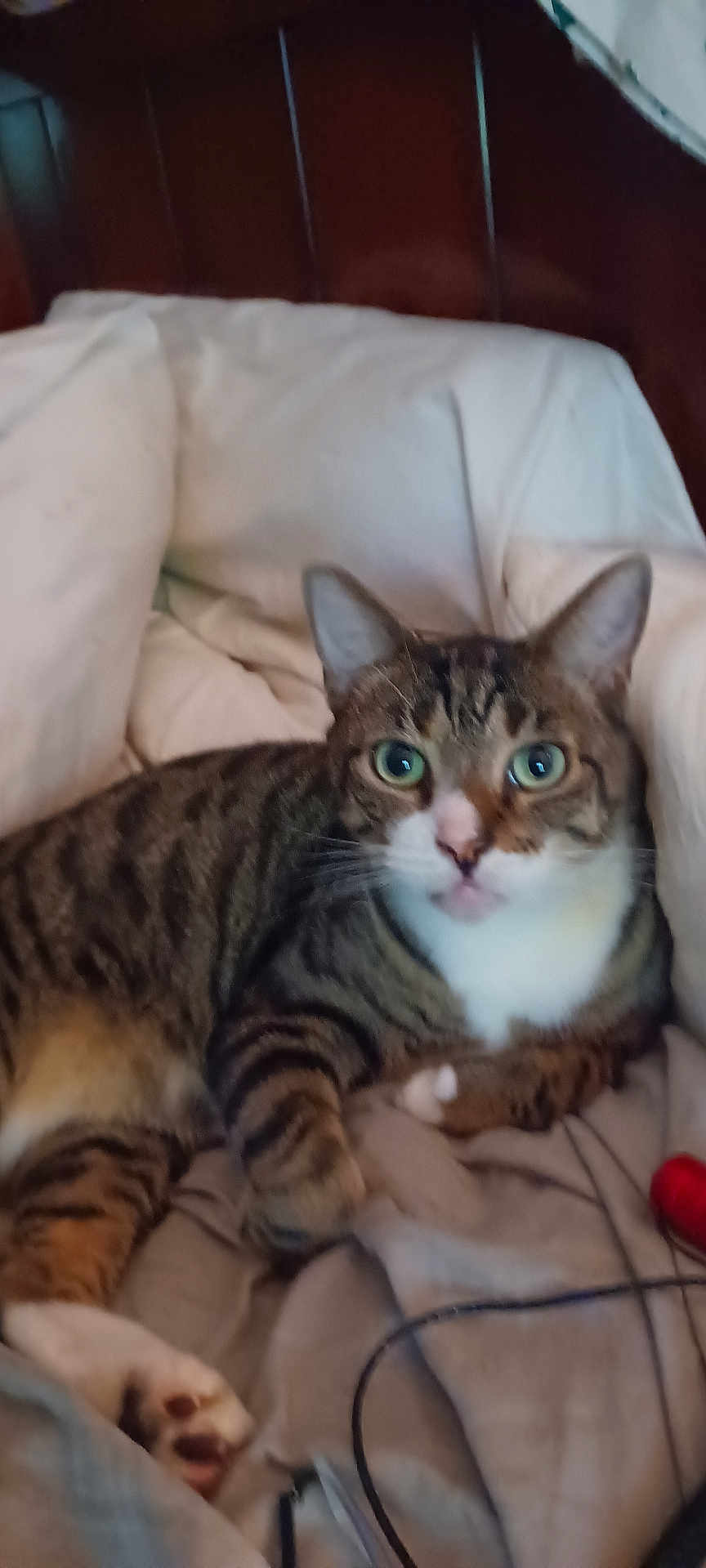 Sparkley joined the competition — help win amazing prizes! cat, tabby, bed, blanket, indoor, feline, pet, fur, whiskers, paws, relaxed, sleepy, cozy, domestic_animal, animal, cute, striped, face, ears, eyes