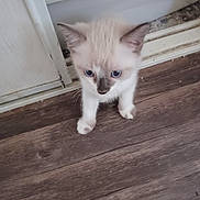 Teardrops joined the competition — help win amazing prizes! animal, blue_eyes, cat, curious, cute, domestic, door_frame, feline, flooring, fur, house, indoor, kitten, paw, pet, small, standing, whiskers, wooden_floor, young