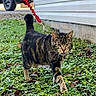 animal, background, cat, curious, daylight, focused, fur, grass, greenery, house, leash, nature, outdoor, pet, sidewalk, tabby_cat, truck, vehicle, walking, whiskers