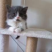 Alba participe au concours pour gagner de l'argent avec cette photo : kitten, cat, cat_tree, pet, indoor, fur, gray, white, scratching_post, curious, animal, cute, young, feline, whiskers, paws, soft, platform, playful, home