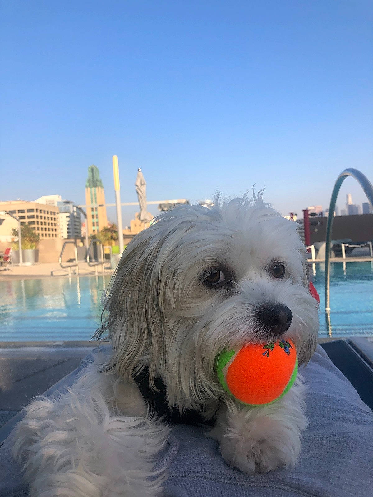 Bluffy joined the competition — help win amazing prizes! bichon_frise, canidae, carnivore, coton_de_tulear, dog, dog_breed, havanese, kyi_leo, lowchen, maltese, mammal, non_sporting_group, rare_breed_dog, sapsali, sealyham_terrier, snout, terrier, tibetan_terrier, toy_dog, west_highland_white_terrier
