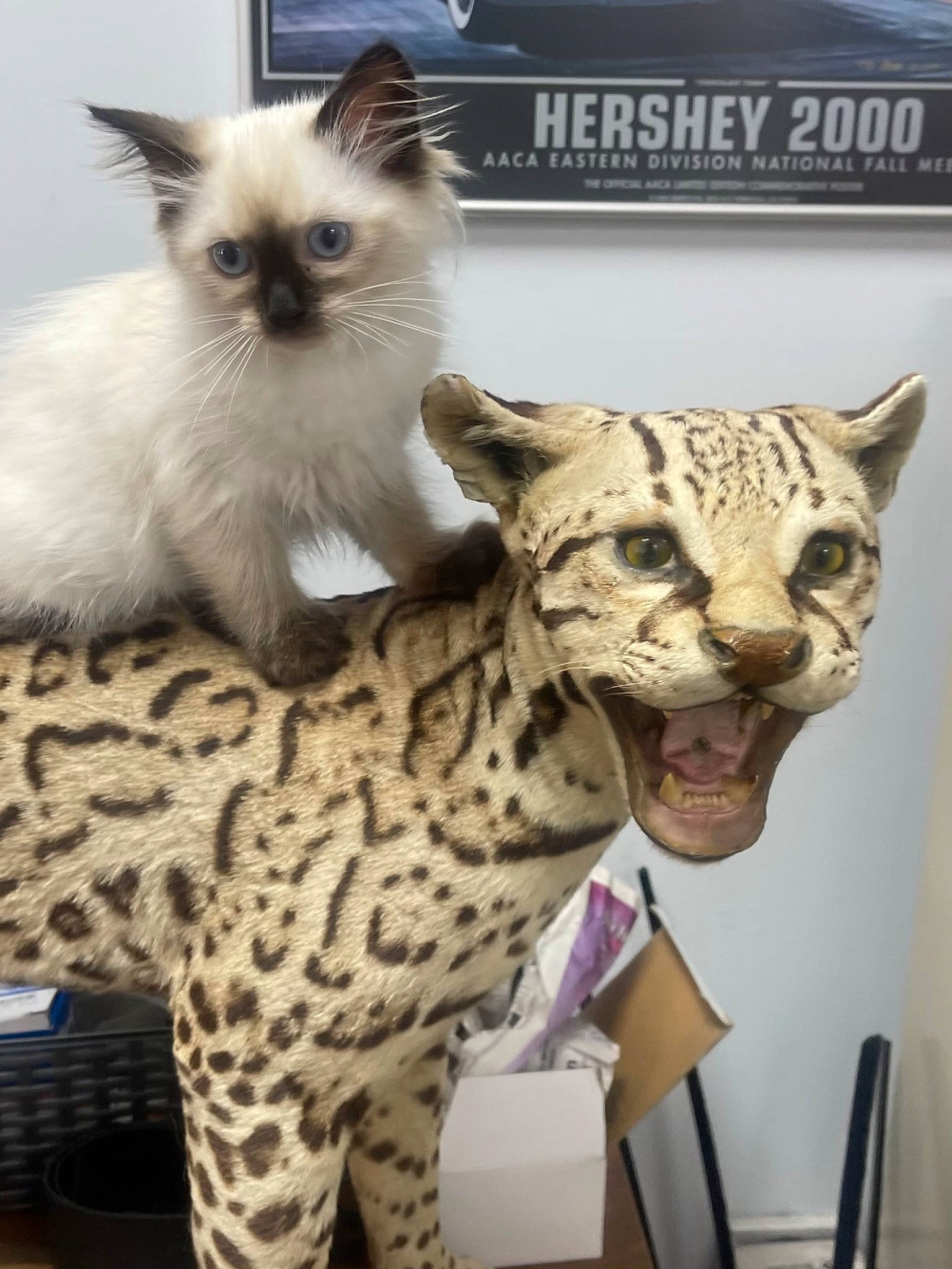 Gia is registered to the contest to win money with this photo: big_cats, birman, carnivore, cat, fawn, felidae, fur, mammal, organism, pattern, siamese, small_to_medium_sized_cats, snout, tail, terrestrial_animal, toy, vertebrate, whiskers, white, wildlife