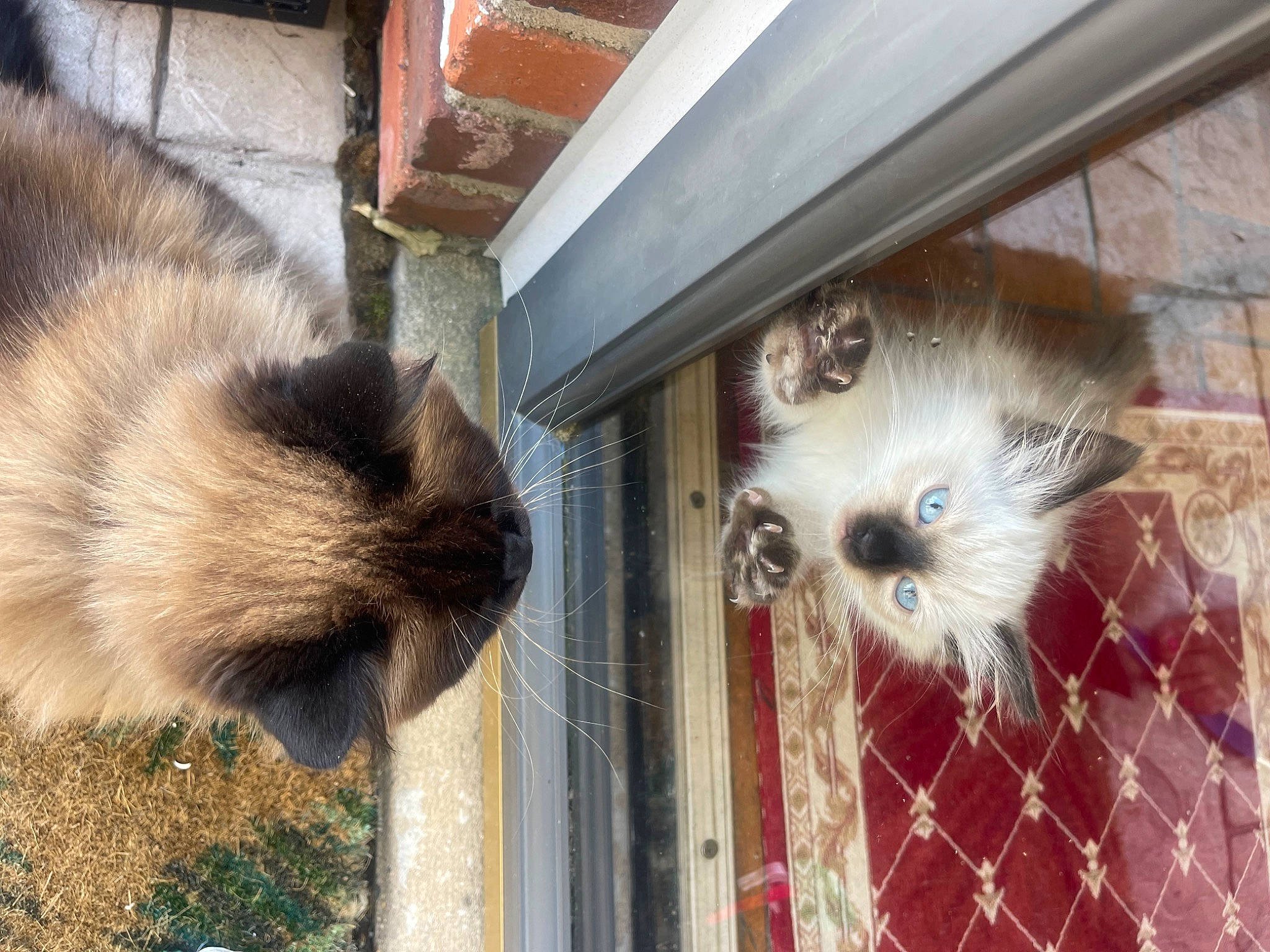 Gia is registered to the contest to win money with this photo: animal_shelter, canidae, carnivore, cat, companion_dog, dog_breed, fawn, felidae, fur, pet_supply, small_to_medium_sized_cats, snout, sporting_group, tail, terrestrial_animal, whiskers, wildlife, window, wood