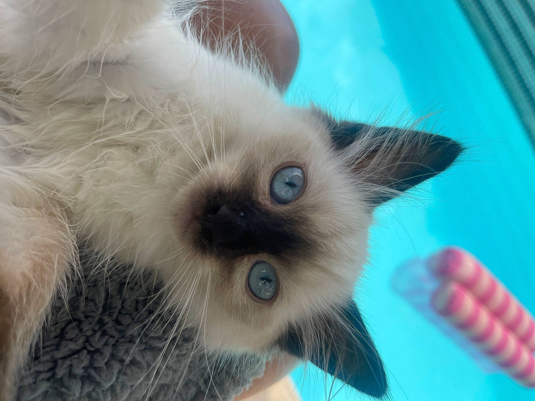 Gia joined the competition — help win amazing prizes! balinese, birman, carnivore, cat, close_up, domestic_short_haired_cat, electric_blue, fawn, felidae, fur, paw, siamese, small_to_medium_sized_cats, snout, thai, whiskers