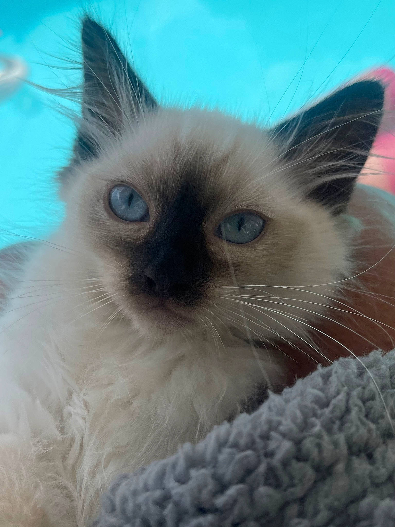 Gia is registered to the contest to win money with this photo: balinese, birman, carnivore, cat, close_up, electric_blue, eyebrow, fawn, felidae, fur, iris, mammal, nose, ragdoll, siamese, small_to_medium_sized_cats, snout, terrestrial_animal, thai, whiskers