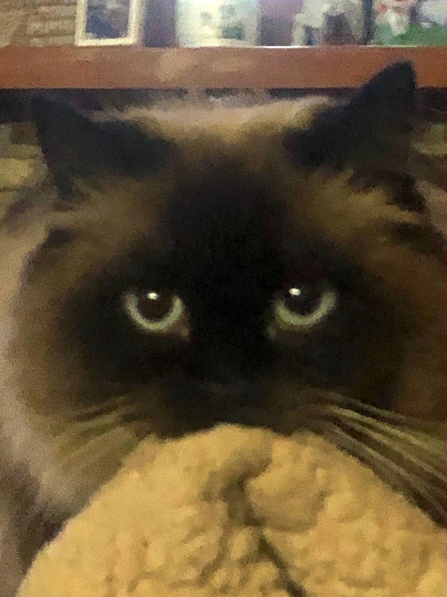Milo joined the competition — help win amazing prizes! black_cat, british_semi_longhair, carnivore, cat, close_up, domestic_long_haired_cat, eye, face, felidae, head, himalayan, iris, mammal, nose, organ, persian, small_to_medium_sized_cats, snout, vertebrate, whiskers