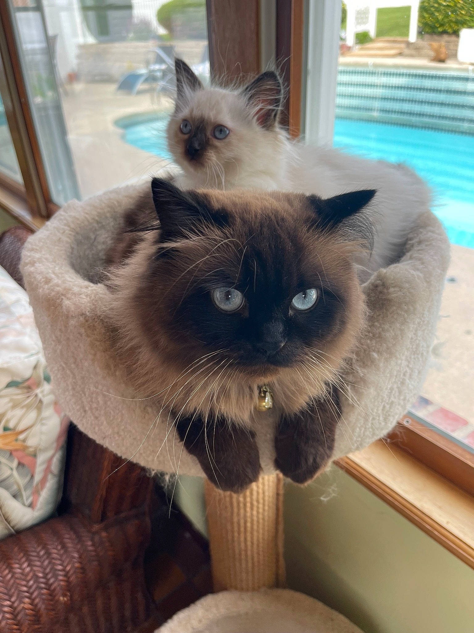 Milo is registered to the contest to win money with this photo: birman, blue, carnivore, cat, cat_supply, fawn, felidae, fur, iris, mammal, plant, siamese, small_to_medium_sized_cats, snout, swimming_pool, tail, thai, water, whiskers, window