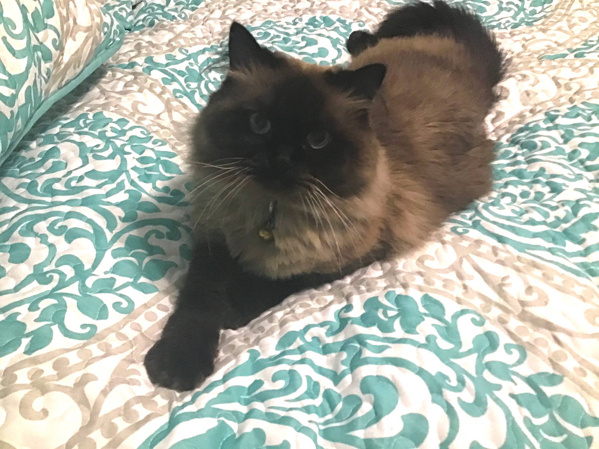 Milo is registered to the contest to win money with this photo: asian, birman, black_cat, british_semi_longhair, burmese, carnivore, cat, cymric, domestic_long_haired_cat, fawn, felidae, fur, himalayan, kitten, mammal, persian, small_to_medium_sized_cats, tail, whiskers