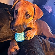 Lucy joined the competition — help win amazing prizes! puppy, dog, blue_ball, pet, animal, cute, brown_fur, indoor, black_surface, fur, paw, closeup, portrait, laying_down, playing, curious, warm_light, cozy, nose, ears
