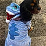 dog, costume, blue, plush, pet, carpet, cute, animal, looking_back, indoors, small_dog, fur, ears, tail, face, eyes, black, brown, adorable, puppy