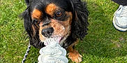 Coca is registered to the contest to win money with this photo: dog, ice_cream, cone, hand, grass, leash, shoe, outdoor, pet, animal, black_dog, brown_dog, soft_serve, treat, summer, licking, happy, cute, canine, close_up
