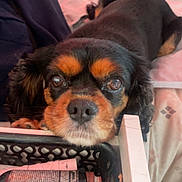 Coca joined the competition — help win amazing prizes! dog, pet, makeup, basket, bed, resting, closeup, brown_eyes, fur, indoors, cosmetics, container, cute, animal, face, nostrils, snout, expression, waiting, relaxed