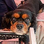 dog, pet, makeup, basket, bed, resting, closeup, brown_eyes, fur, indoors, cosmetics, container, cute, animal, face, nostrils, snout, expression, waiting, relaxed