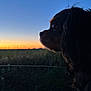 dog, sunset, sky, silhouette, car_window, outdoor, animal, nature, evening, profile, pet, grass, landscape, quiet, calm, black_dog, side_view, looking_out, twilight, scenic