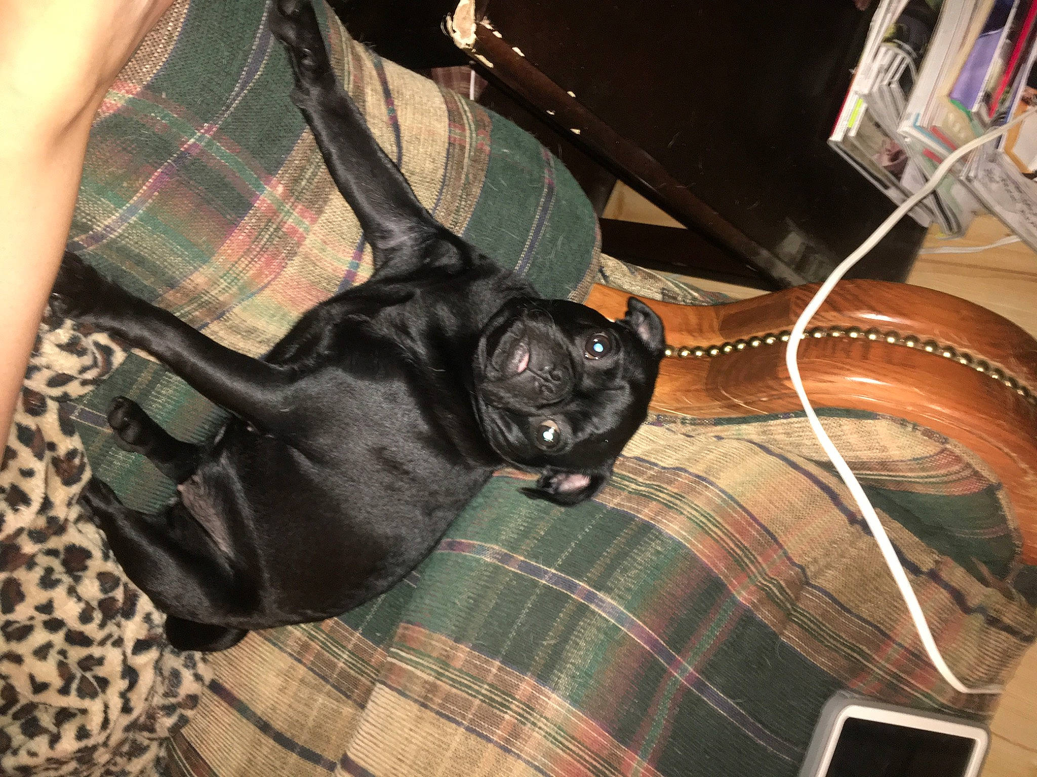 Renesmee joined the competition — help win amazing prizes! bag, cable, carnivore, comfort, companion_dog, dog, dog_breed, eyewear, fashion_accessory, fur, leather, luggage_and_bags, pattern, plaid, strap, tartan, textile, whiskers, wire, wrist