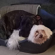 Gaïa a rejoint le concours — aidez-le/la à gagner de superbes lots ! dog, pet_bed, white_dog, dark_dog, indoor, floor, cozy, resting, fur, animal, companionship, cute, domestic, closeup, two_dogs, relaxing, home, friendship, sleeping, companions