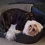 dog, pet_bed, white_dog, dark_dog, indoor, floor, cozy, resting, fur, animal, companionship, cute, domestic, closeup, two_dogs, relaxing, home, friendship, sleeping, companions