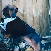 Copper is registered to the contest to win money with this photo: dog, dachshund, pet, tuxedo, bow_tie, costume, wooden_fence, outdoor, brown_coat, black_coat, tail, paws, sitting, looking_back, portrait, rustic, fabric, blur, garden, humorous